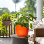 Ceramic Pot for Plants - 8 Inch Plant Pot with Drainage Hole and Saucer, Cylinder Modern Round Planter for Indoor Outdoor Plants, Housewarming Gifts, Office Home Garden Decor, Orange