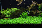 Tissue Culture Live Aquarium Plants | in Vitro Freshwater Aquatic Plants for Small Aquariums and Foreground (Staurogyne Repens)