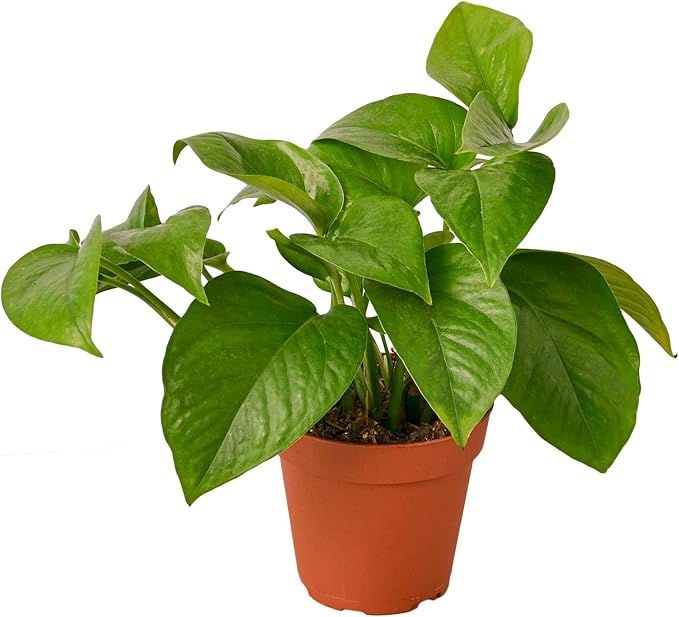 House Plant Shop | Pothos 'Green' - 4" Pot | Live Indoor Plant | Easy to Care | Natural Décor Plant | Great Gifts| Free Care Guide
