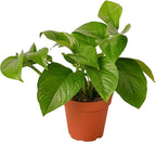 House Plant Shop | Pothos 'Green' - 4" Pot | Live Indoor Plant | Easy to Care | Natural Décor Plant | Great Gifts| Free Care Guide