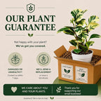 Peperomia Marble Live Plant, Indoor House Plant, Colorful Peperomia Plant, Live Plants Indoor, Plants Live Houseplants for Indoor Garden