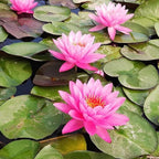 (Nymphaea Ellisiana) Hardy Water Lily Tuber Live Water Plants for Pond Balcony Porch Decorations by Greenpro