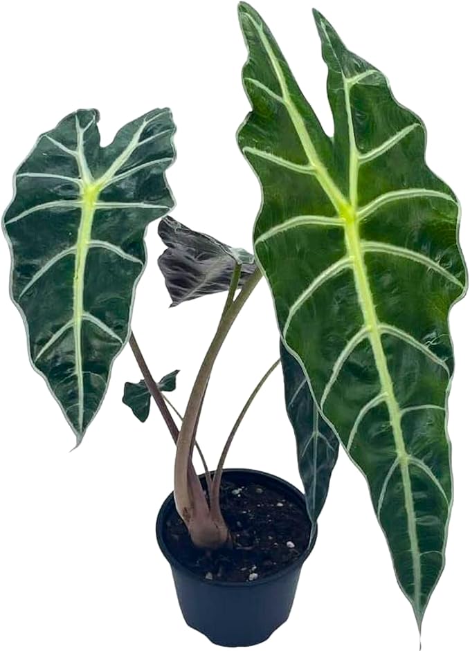 BubbleBlooms Alocasia African mask, 4 inch amazonica Polly