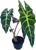 BubbleBlooms Alocasia African mask, 4 inch amazonica Polly