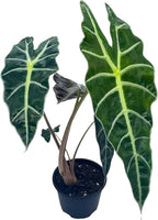 BubbleBlooms Alocasia African mask, 4 inch amazonica Polly