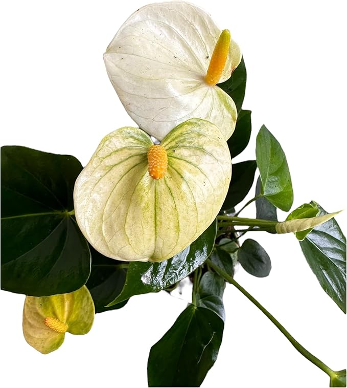 Anthurium (12"-14" Tall) Unique and Gorgeous Live Indoor Plant, Easy Care and Easy to Grow, Bloom Plant, 4 inch Pot (Vanilla)