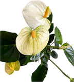 Anthurium (12"-14" Tall) Unique and Gorgeous Live Indoor Plant, Easy Care and Easy to Grow, Bloom Plant, 4 inch Pot (Vanilla)