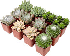 Succulents Plants Live (12PK) Potted Succulent Plants Live House Plants, Cactus Plants Live Plants Indoor Plants Live Houseplants, Indoor Plant Succulents Live Plant House Plant by Plants for Pets