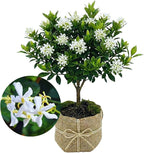 2 Jasmine Plants Live, Climbing Jasmine Flower Plant, Zone 4 to 11, 5 to 7 Inc in Height (Star)