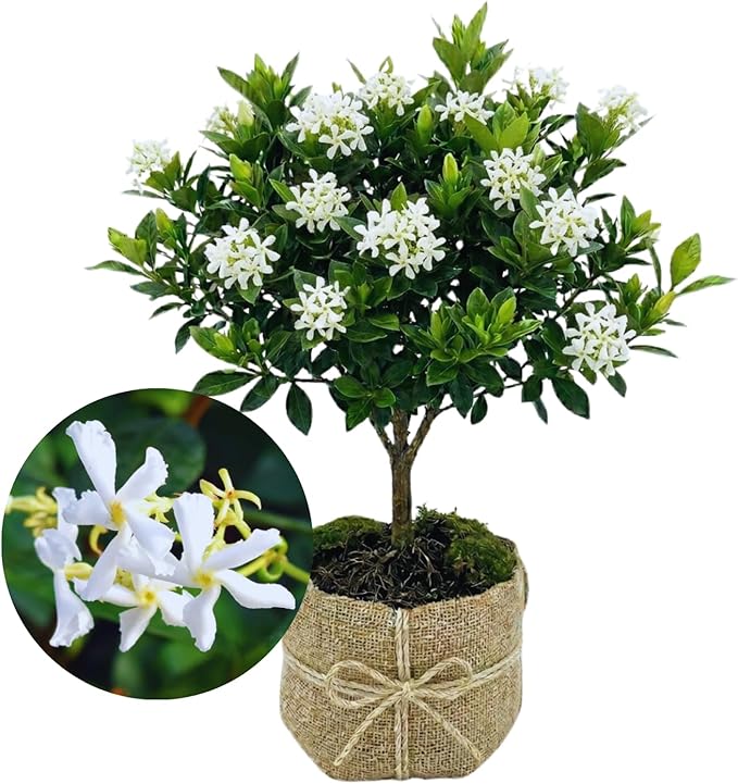 2 Jasmine Plants Live, Climbing Jasmine Flower Plant, Zone 4 to 11, 5 to 7 Inc in Height (Star)
