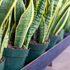 Perfect Plants Liquid Snake Plant Fertilizer | 8oz. of Premium Concentrated Sansevieria Food | Use with Mother-in-Laws Tongue and Other Varieties