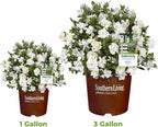 Perfect Plants Jubilation Gardenia by Southern Living in 1 Gal. Grower’s Pot | Fragrant, Compact White Flowering Shrub | Blooms Spring Through Fall | Attracts Pollinators | Easy to Grow | Zones 7-10