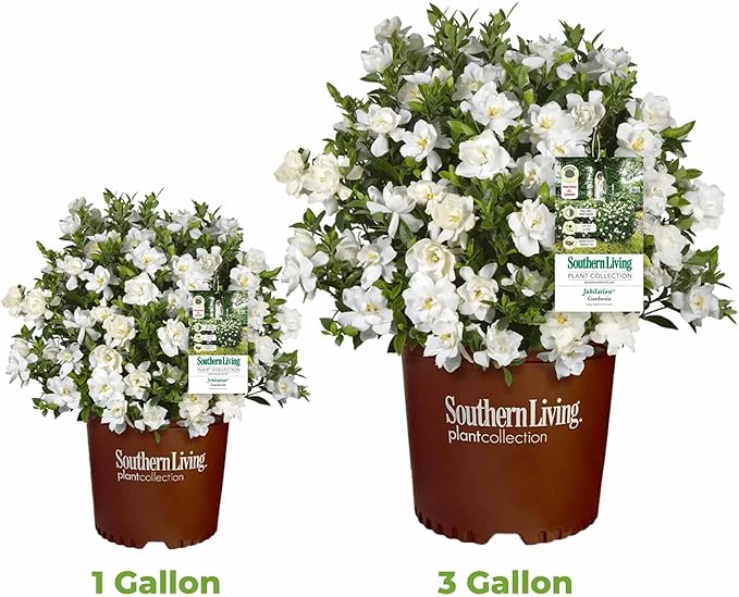 Perfect Plants Jubilation Gardenia by Southern Living in 1 Gal. Grower’s Pot | Fragrant, Compact White Flowering Shrub | Blooms Spring Through Fall | Attracts Pollinators | Easy to Grow | Zones 7-10