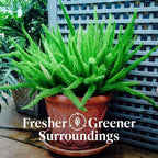 American Plant Exchange Foxtail Fern – 6-Inch Pot – Live Easy Care Tropical Plant with Arching Needle-Like Foliage for Indoor Décor, Patios, Containers, Hanging Baskets & Garden Landscapes
