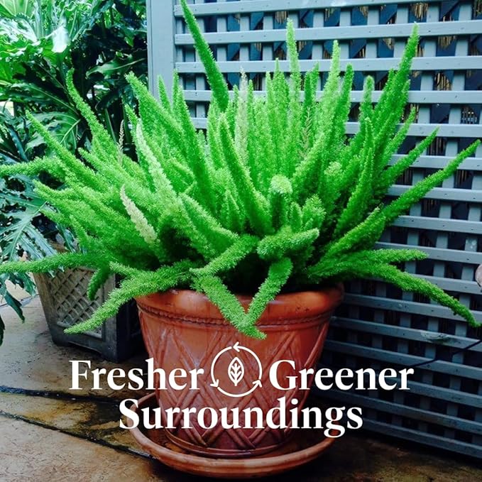 American Plant Exchange Foxtail Fern – 6-Inch Pot – Live Easy Care Tropical Plant with Arching Needle-Like Foliage for Indoor Décor, Patios, Containers, Hanging Baskets & Garden Landscapes