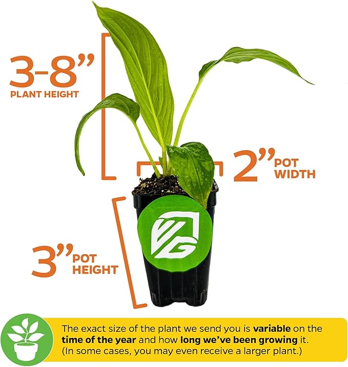 White Bat Live Flowering Plant (Tacca integrifolia) by Wellspring Gardens – Exotic Indoor or Outdoor Starter Plant with Stunning White Petals, Unique Bat-Like Blooms, and Long Whisker-Like Strands