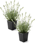 Live Lavender 2-Pack – White – Fragrant Sun Perennial Herb, Pollinator Friendly, 10” Tall, 1 Qt Pot