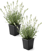 Live Lavender 2-Pack – White – Fragrant Sun Perennial Herb, Pollinator Friendly, 10” Tall, 1 Qt Pot