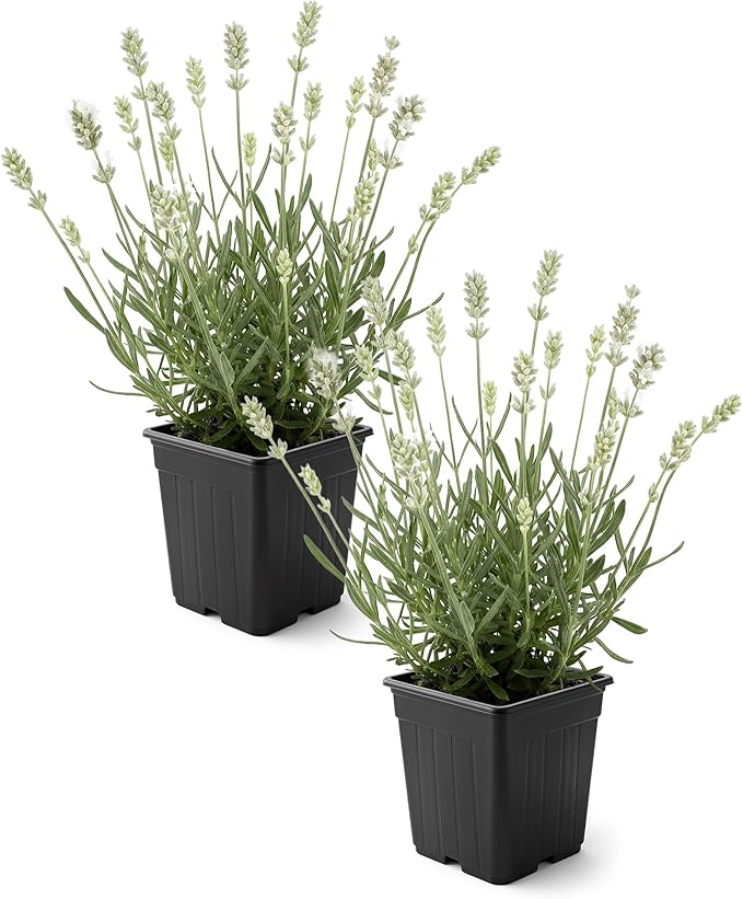 Live Lavender 2-Pack – White – Fragrant Sun Perennial Herb, Pollinator Friendly, 10” Tall, 1 Qt Pot