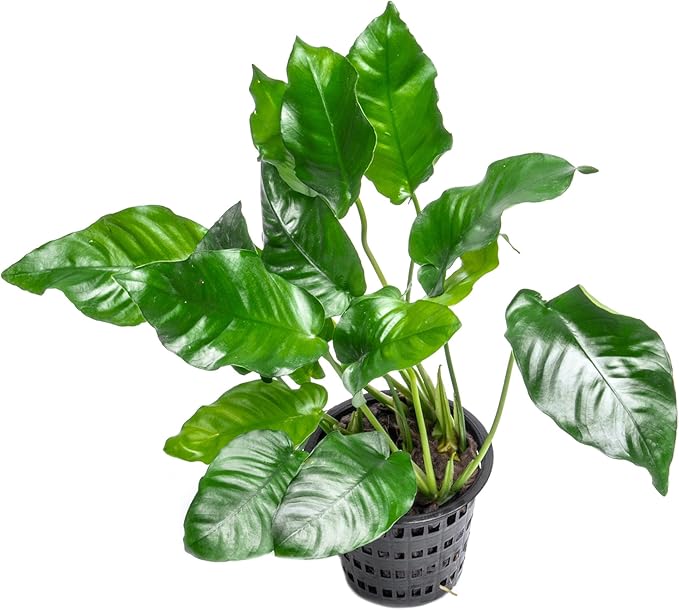 SubstrateSource Anubias Live Aquarium Plants - Potted Freshwater Plant for Fish Tanks, Terrariums - Beginner Friendly Low Light (Nana, Mother Plant)