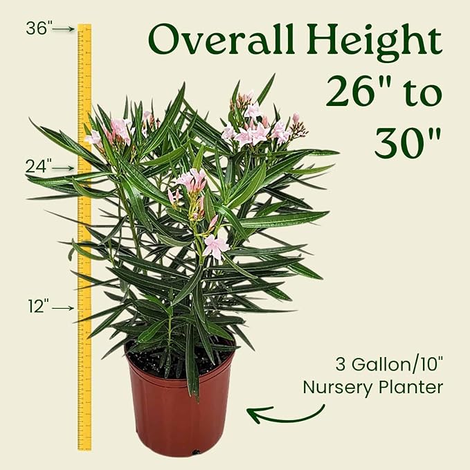 Oleander Bush - Petite Pink - Flowering Plant Live - Overall Height 26" to 30" - Tropical Plants of Florida (Plant Only)