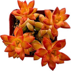Live Succulent Sedum adolphii Shooting Stars, 2 Inch Fully Rooted Potted Plant, Easy Care & Drought Tolerant, Indoor Houseplant for Home Decor