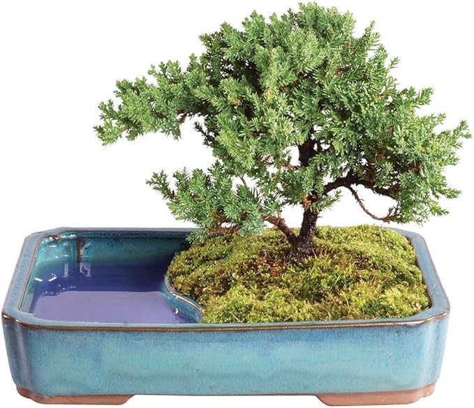 Brussel's Bonsai - Live Green Mound Juniper Bonsai Tree with Water Bonsai Pot, Outdoor Bonsai Tree Live Plant, 5 Years Old, 6-10 Inches Tall, Easy Care Bonsai for Patio Garden (Medium)