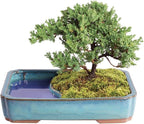 Brussel's Bonsai - Live Green Mound Juniper Bonsai Tree with Water Bonsai Pot, Outdoor Bonsai Tree Live Plant, 5 Years Old, 6-10 Inches Tall, Easy Care Bonsai for Patio Garden (Medium)