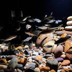 FANTIAN 40 lbs Garden Rocks Pebbles, 2-3 Inch Decorative Large River Rocks for Landscaping, Painting, Aquarium, Plants, Crafting, Walkways and Outdoor Decorative Stones