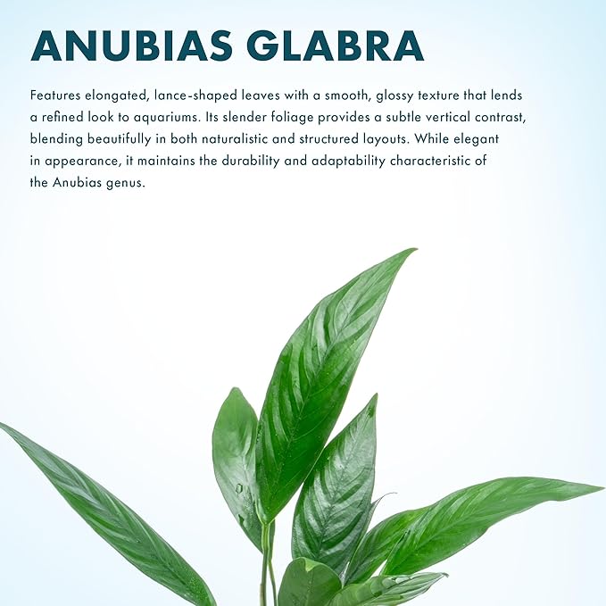 SubstrateSource Anubias Live Aquarium Plants - Potted Freshwater Plant for Fish Tanks, Terrariums - Beginner Friendly Low Light (Glabra, 1 Pot)