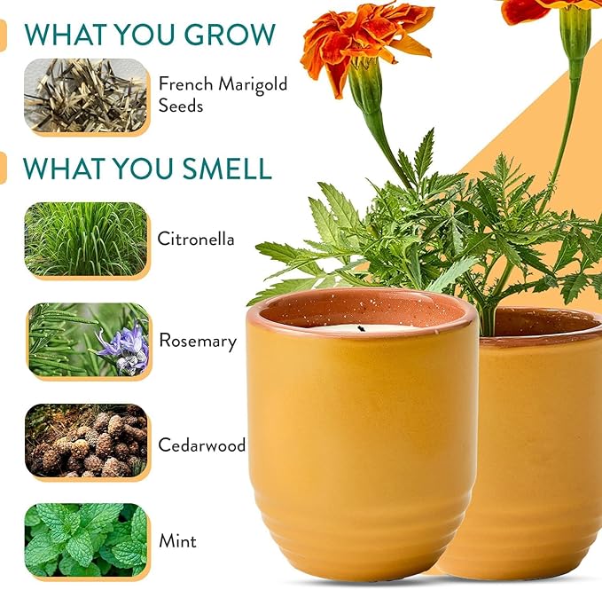 Modern Sprout - 2-in-1 Soy Candle & Planter Set - Patio Goals 3-Pack (Bug-Repelling Citronella, Rosemary, Cedarwood, Mint) 6 Oz Outdoor Scented Candles with Marigold Seeds - 38–40 Hour Burn