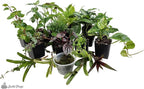 Josh's Frogs Dart Frog Vivarium Bioactive Plant Kits (40-55 Gallon)