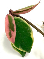 XL Tricolor Hoya Krimson Queen in 6" Hanging Pot, Hoya Carnosa Variegata, Live Tricolor Hoya Plant (XXL 6" Hanging Pot)