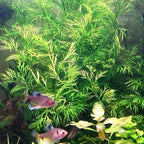 Heirloom Garden Water Sprite Ceratopteris Siliquosa Live Plant - Live Aquarium Plants Accessories, House Plants Indoors, Terrarium Kit, Perfect for Water Fish Tank Decorations, Green