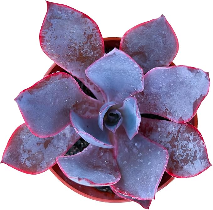 Sprout N Green 4" Echeveria Afterglow, Live Succulent Fully Rooted in Pots with Soil Mix, Rare House Plant for Home Office Indoor Outdoor Wedding Decoration, DIY Projects, Party Favor
