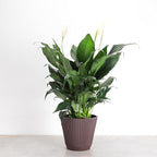 Thorsen's Greenhouse Live Peace Lily Plant, Spathyphylum, Low Light, Easy to Grow, Natural Air Purifier Live Indoor Plant, 4-6" Diameter Pot (Chocolate, 6-inch Pot)