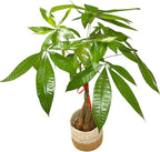 Money Tree Live Plant | 14-22 Inches Tall Bonsai | Easy to Grow Indoor Houseplant | Home, Office, or Room Decor | Birthday, Housewarming Gift (Brown Jute)