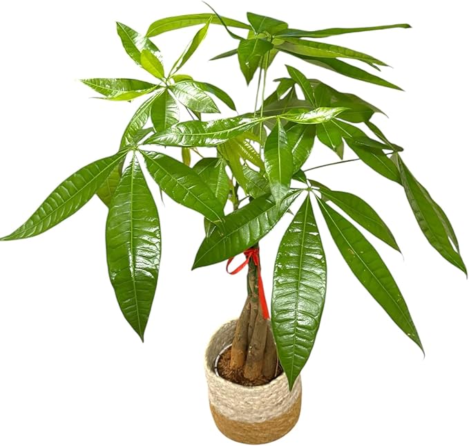 Money Tree Live Plant | 14-22 Inches Tall Bonsai | Easy to Grow Indoor Houseplant | Home, Office, or Room Decor | Birthday, Housewarming Gift (Brown Jute)