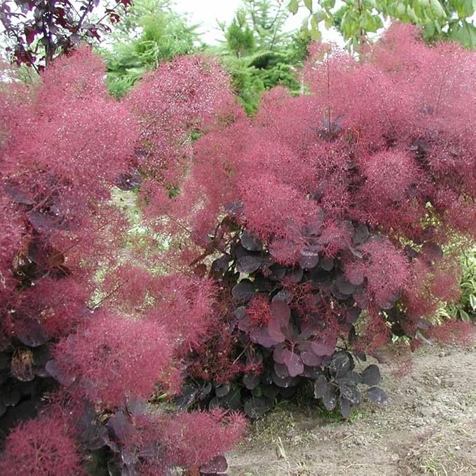 Velveteeny™ Dwarf Purple Smokebush (cotinus) - Live Plant - (1 QT)