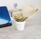 Live Aloe Plant Succulents, Star Aloe Plants Live with White Planter, Succulents Plants Live in Potting Soil Mix, Potted Succulents Live Plants, Cactus Plants Live Succulent Plants by Plants for Pets