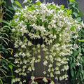 Climbing Jasmine Seeds for Planting 100pcs Fragrant Flowering Vine Fast-Growing for Fences, Trellises & Garden Landscaping