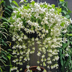 Climbing Jasmine Seeds for Planting 100pcs Fragrant Flowering Vine Fast-Growing for Fences, Trellises & Garden Landscaping