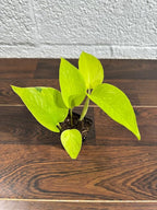 Generic Neon Pothos Indoor Plant, Easy Care, Low Light, Live Houseplant in 2"" Nursery Pot, yellow