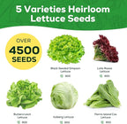 Heirloom Lettuce Seeds - 5 Varieties, Non-GMO Seeds for Planting - Black Seeded Simpson, Iceberg, Buttercrunch, Parris Island Cos & Lolla Rossa Lettuce - Home Garden & Hydroponic Seeds