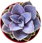 Sprout N Green Echeveria 'Perle von Nürnberg', Live Succulent Fully Rooted in 4" Pot, House Plant for Home Office Wedding Decoration DIY Projects Party Favor, Easy to Care, Pets Friendly
