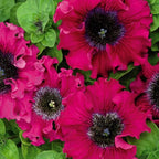 Rare Petunia Seeds for Planting - 300+ Beautiful Perennial Flowers Seeds Heirloom Vine, High Germination Rate Open Pollinated Seeds