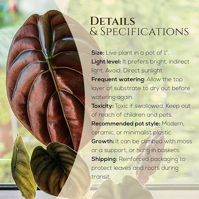 Alocasia Cuprea (4 Pack) Live Plant, Rare Indoor Alocasia, Metallic Leaf Elephant Ear, Tropical Houseplant Live, Starter Size Alocasia Plant, Exotic Foliage Houseplant for Home Decor Indoor Growing