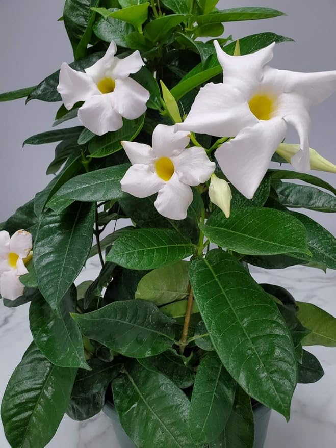 White Mandevilla Plant Live Hanging Basket - 12" Basket - Overall Size 14" Wide by 18" Tall - Tropical Plants of Florida (Plant Only)…