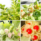 100+ Seed Ashwagandha Seeds for Planting Outdoor -Plant & Grow Heirloom Medicinal Herb Non-GMO in Your Home Garden
