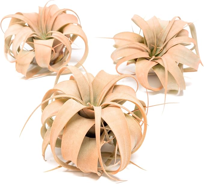 Coral Colorful Tillandsia Air Plants - Long Lasting Color Enhanced Live Tillandsia Succulent House Plants - Home and Garden Decor - Easy Care Indoor/Outdoor Plants (Mini Xerographica, Pack of 3)